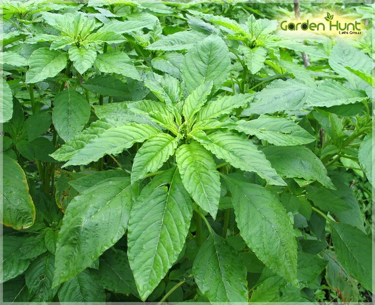 Green Amaranth, common (Amaranthus viridis) Seeds