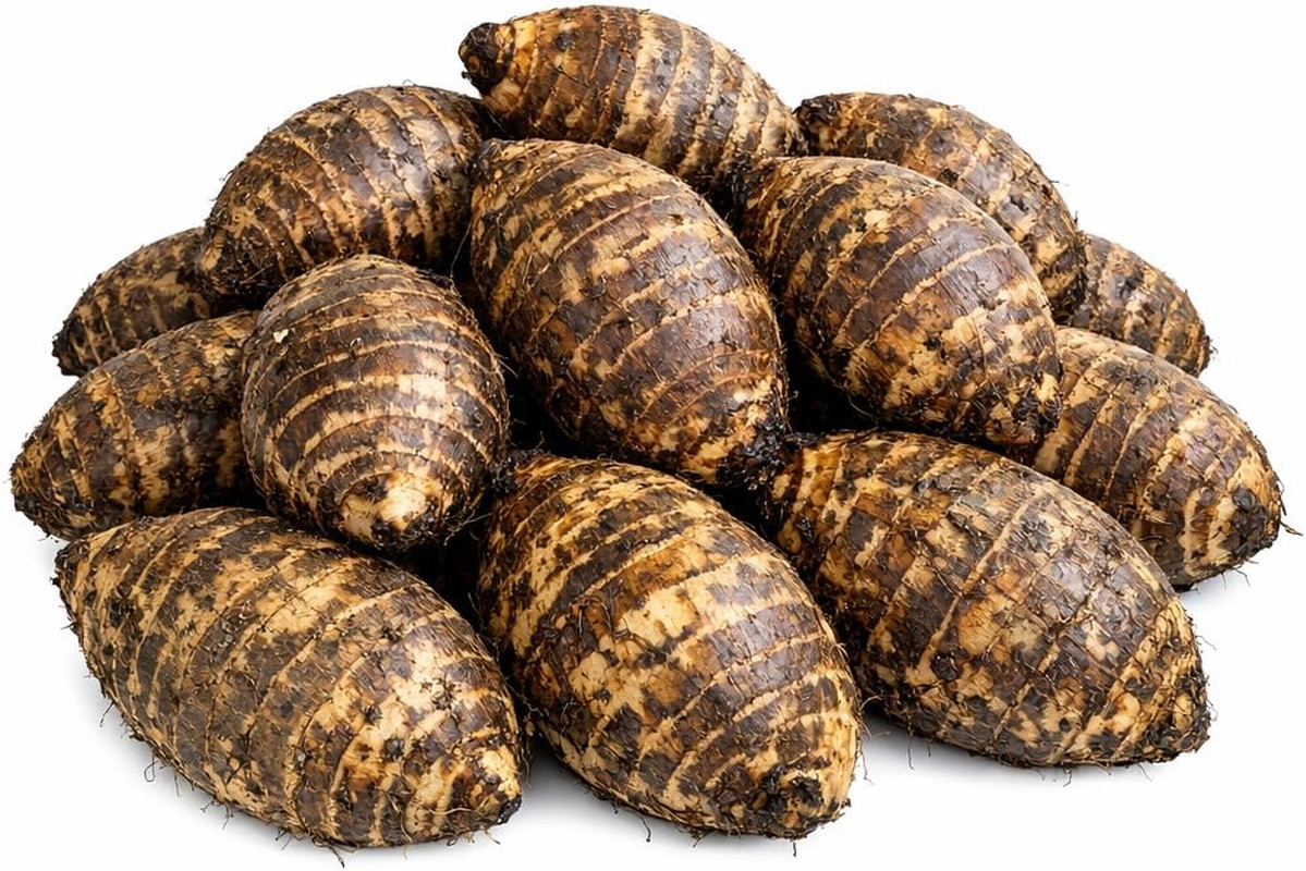 20 Live Colocasia Esculenta Elephant Ear Taro Gabi Kalo Eddo Bulbs