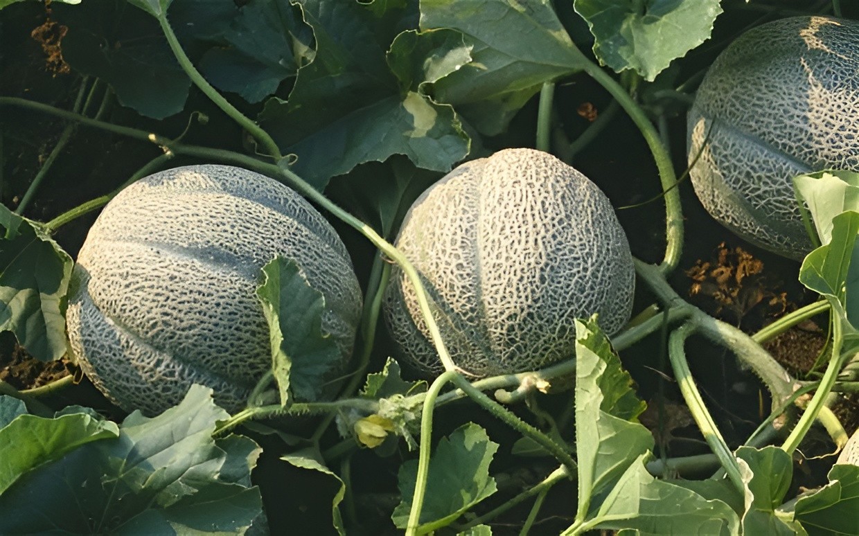 50 Heirloom Planters Jumbo Cantaloupe Seeds – Giant 5-8LB Super Sweet Melon