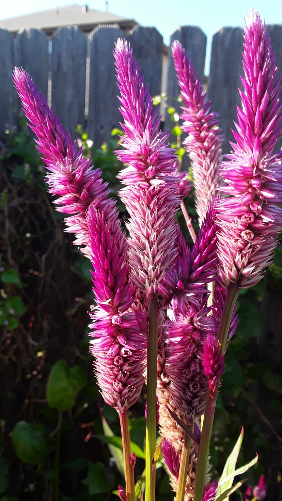 200 Celosia Argentea, Lagos spinach Shoko Yokoto Flamingo Feathers seeds Edible
