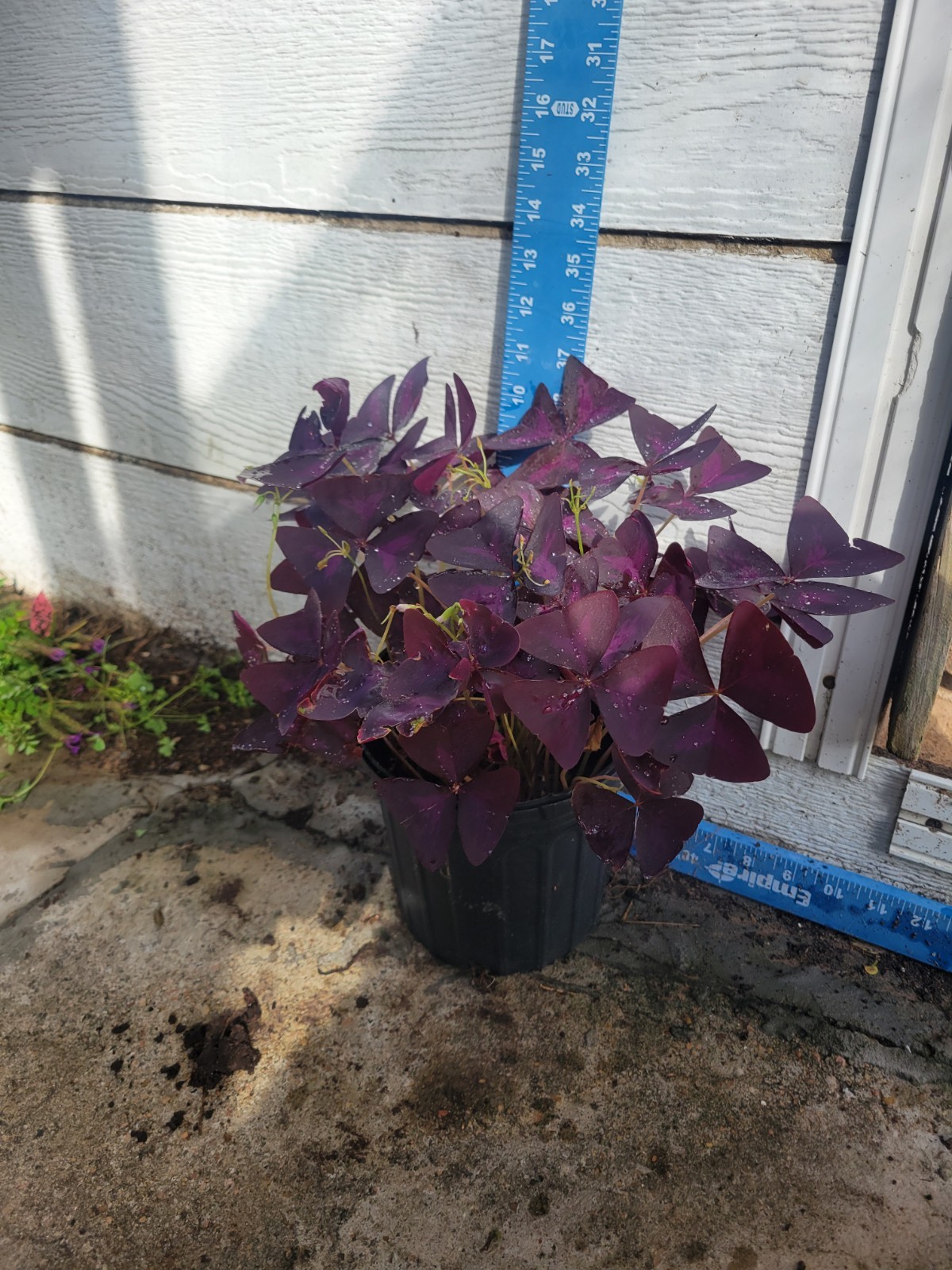 1 Purple Shamrock In 1 Gallon- Oxalis triangularis Bulbs Perennial Love Plant