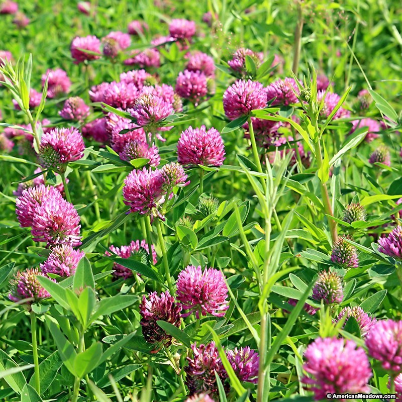 Medium Red Clover Seed Fast Growing Food Plot Deer Turkey Seeds Fall Hunting