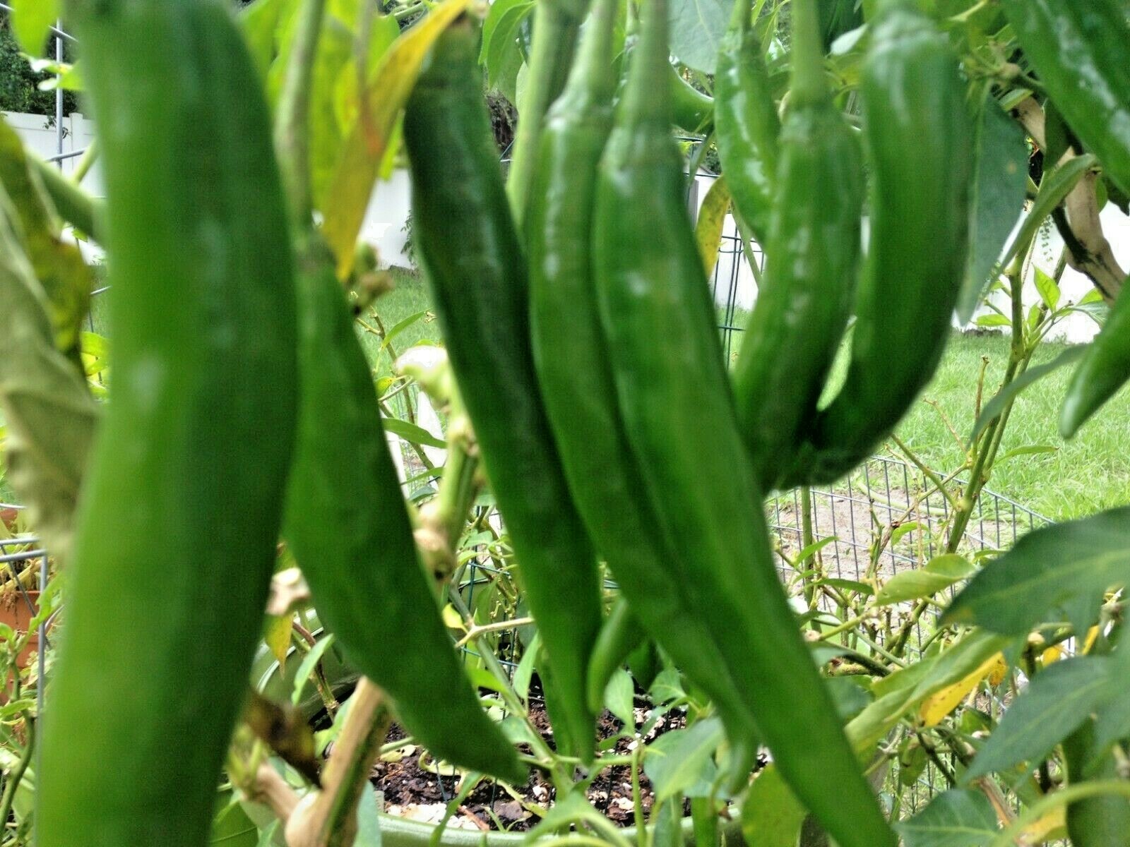 101+CAYENNE Hot Red PEPPER Seeds Organic Summer Vegetable Garden Container Easy