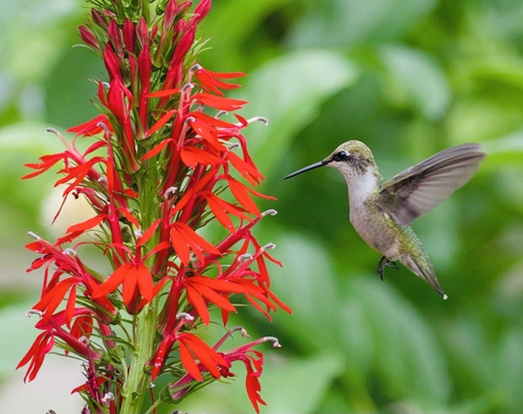 CARDINAL FLOWER SEEDS NON GMO FRESH HARVEST FREE SHIPPING