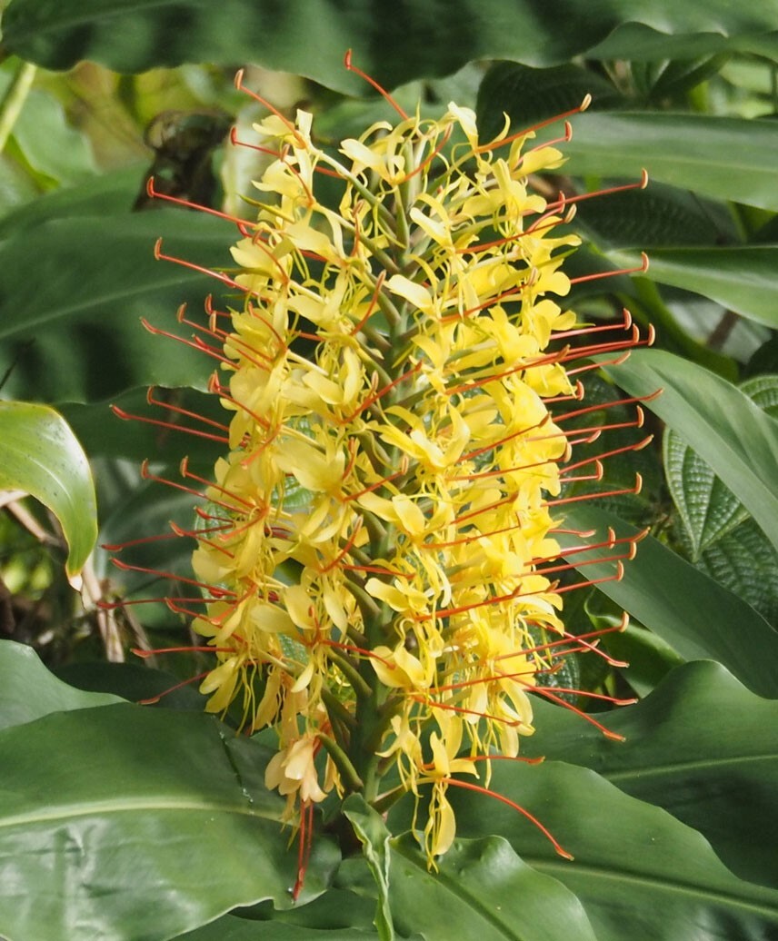 Hedychium gardnerianum | Himalayan & Kahili Ginger | Garland Lily | 10_Seeds