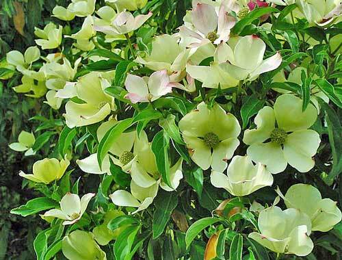 Cornus capitata | Himalayan Dogwood | Bentham’s Cornel | 10 Seeds