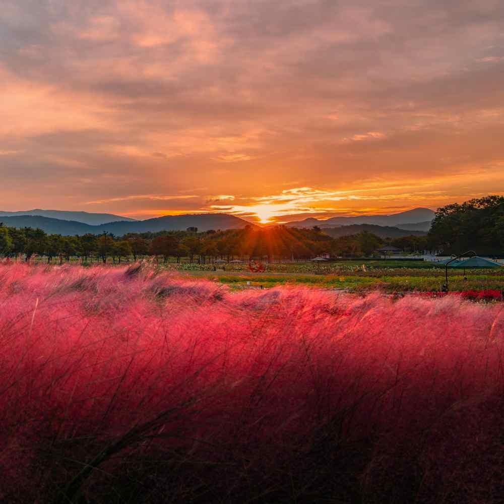100 Seeds Drought Tolerant Muhlenbergia Ruby Muhly Ornamental Grass Plant Seeds