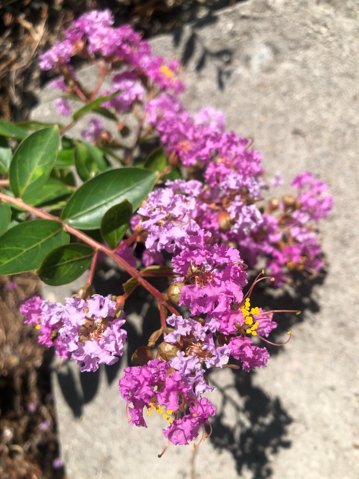 Lagerstroemia Deep Lavender Weeping Miniature Crape Myrtle 10 seeds