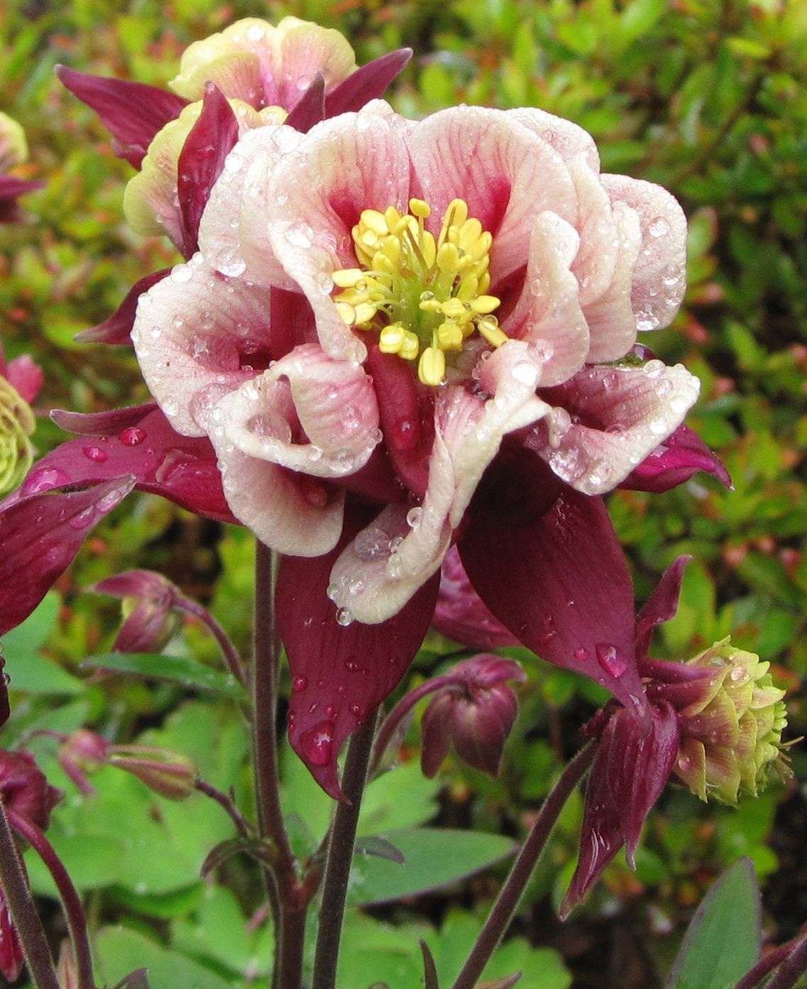COLUMBINE MIX, 202+ SEEDS, ALL KINDS AND COLORS, AQUILEGIA, easy to grow, USA