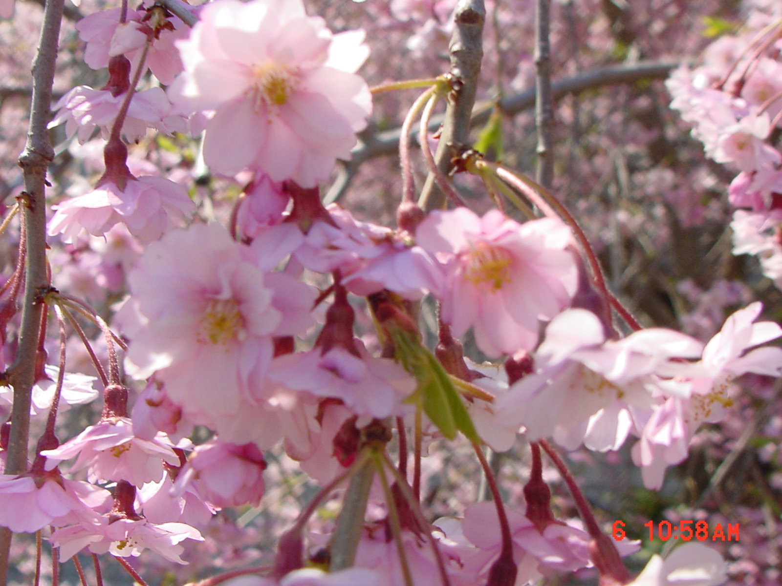 Weeping Higan Cherry, Prunus subhirtella pendula, Tree Seeds