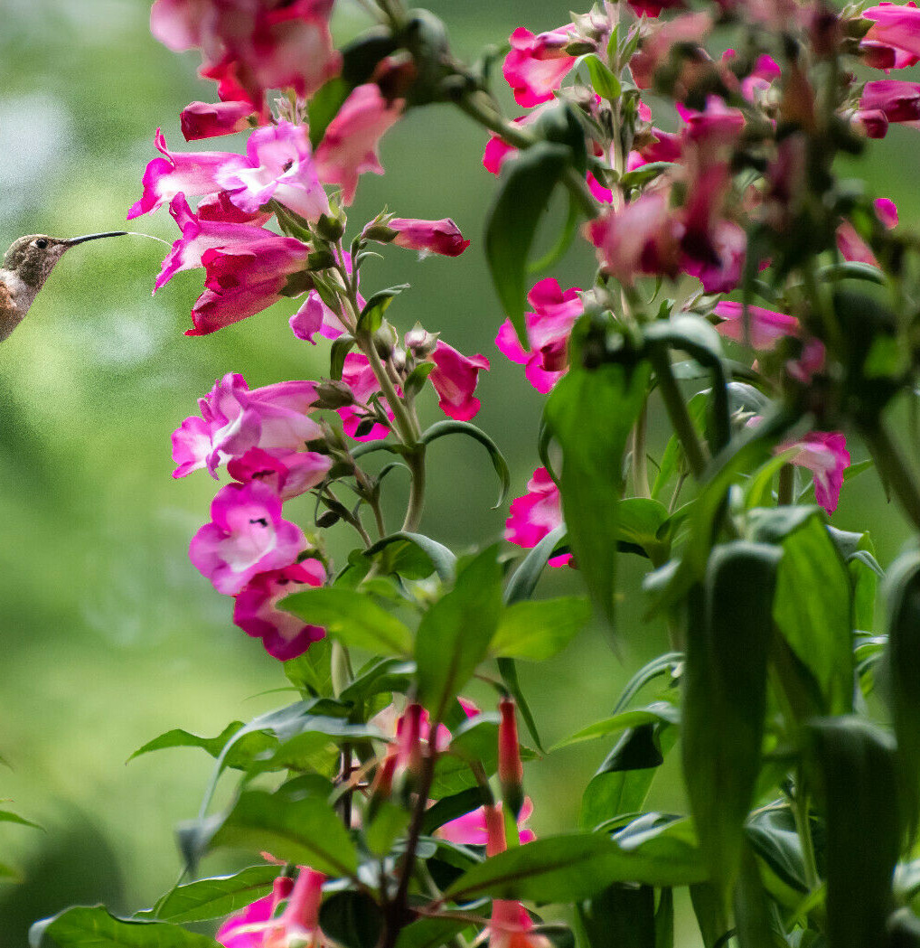 PRETTY PINK PENSTEMON 100 SEEDS, PENSTEMON HARTWEGII, BEARDTONGUE