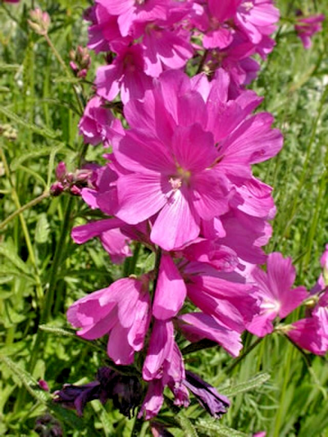 PRETTY PINK SIDALCEA, 100 SEEDS, MINIATURE HOLLYHOCK, EZ TO GROW PERENNIAL