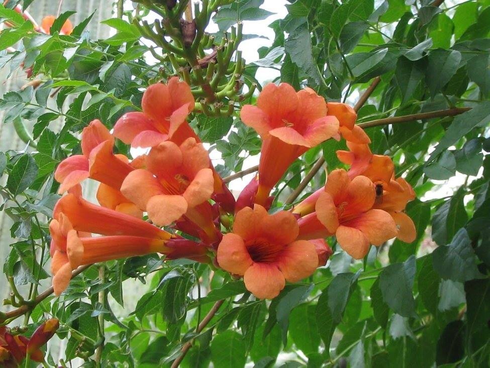 Hummingbird Trumpet Vine Mix – 25 Seeds Perennial – Hummingbirds Love It!