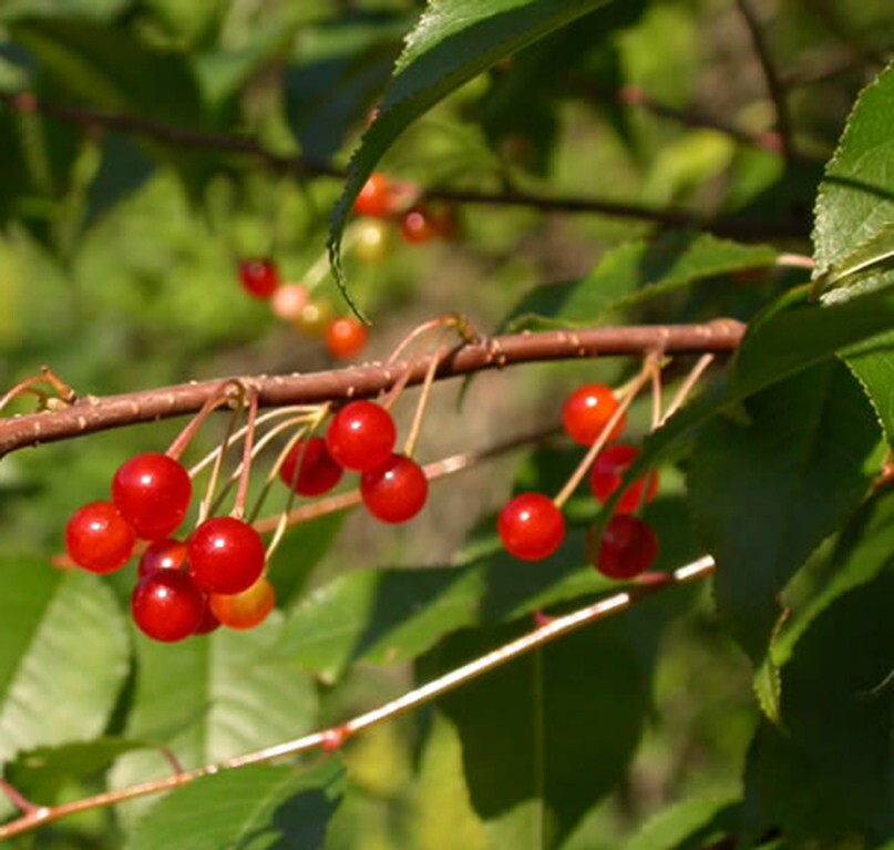 Fire Cherry Tree | Premium Seeds | Prunus pensylvanica ‘Spring’ | Plants’®
