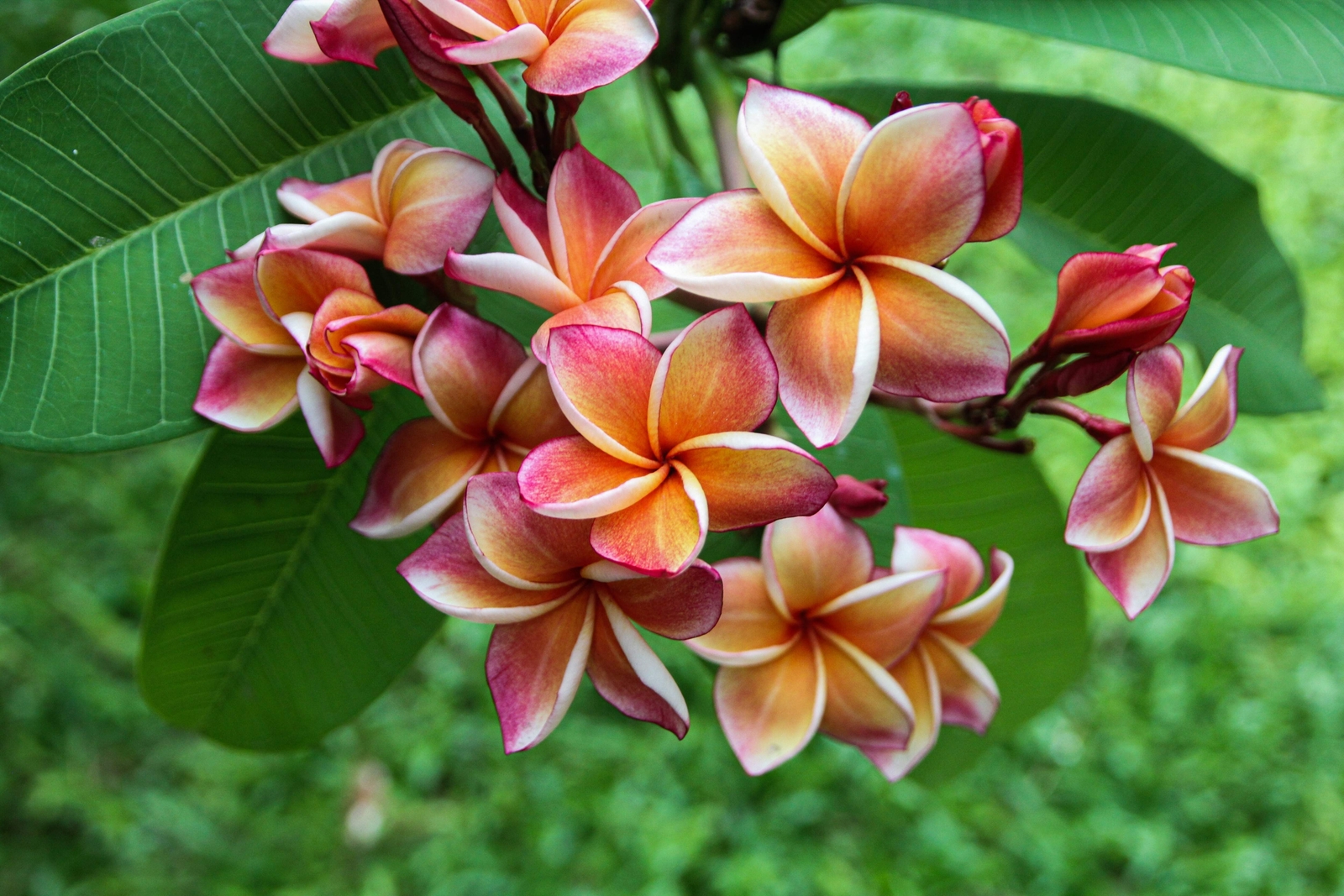 10 MIXED COLORS PLUMERIA Seeds – Lei Flower Frangipani Mix Pink Red Yellow White