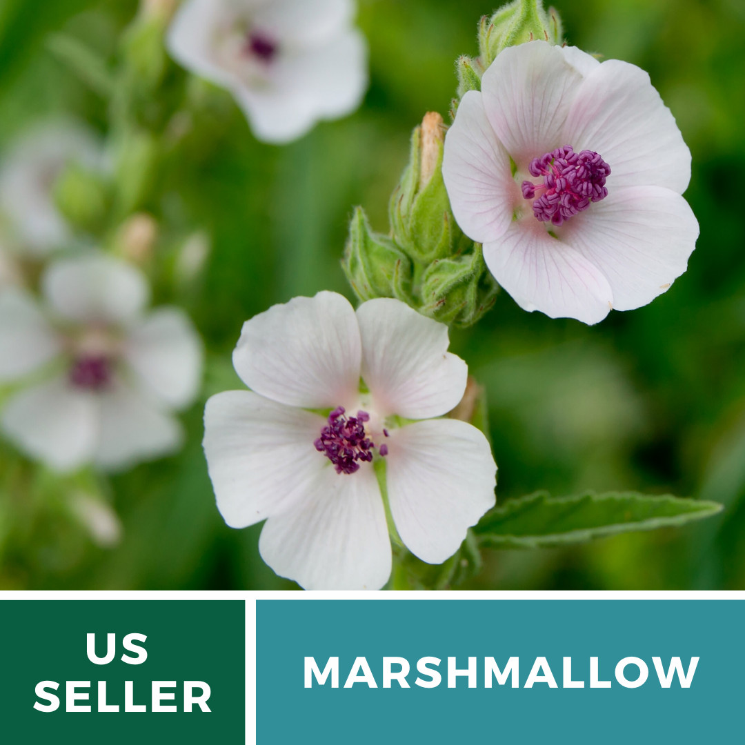 Marshmallow (Althaea Officinalis), Ancient Herbal Medicine – 50 seeds