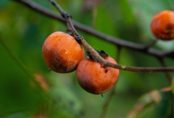 8 PERSIMMON TREE SEEDS Diospyros Virginiana SUGAR PLUM Fruit Wildlife Attractant