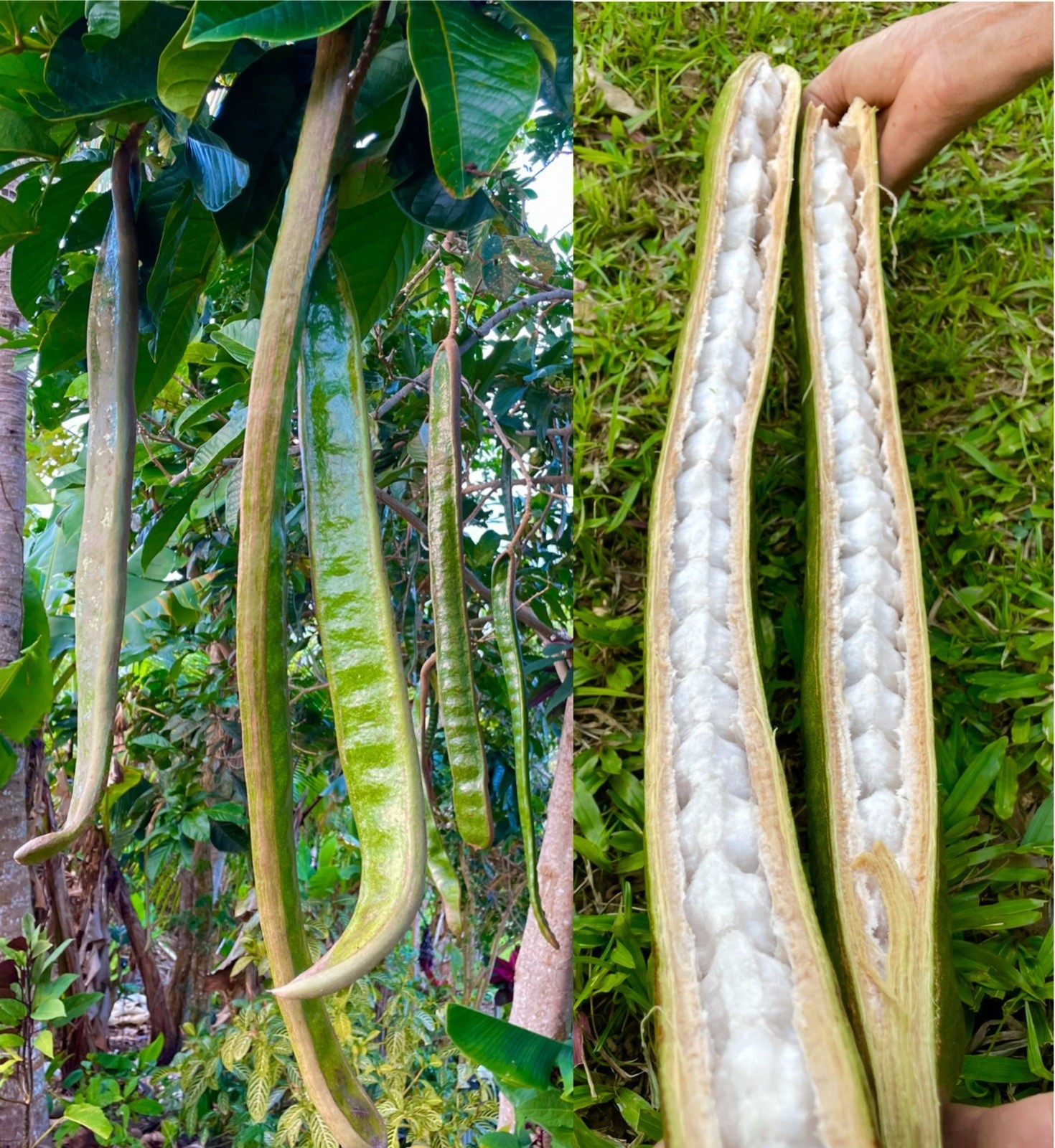Inga spectabilis Plant 6-8 Inches (Ice Cream Bean) Live Tropical Tree 🌿🍦