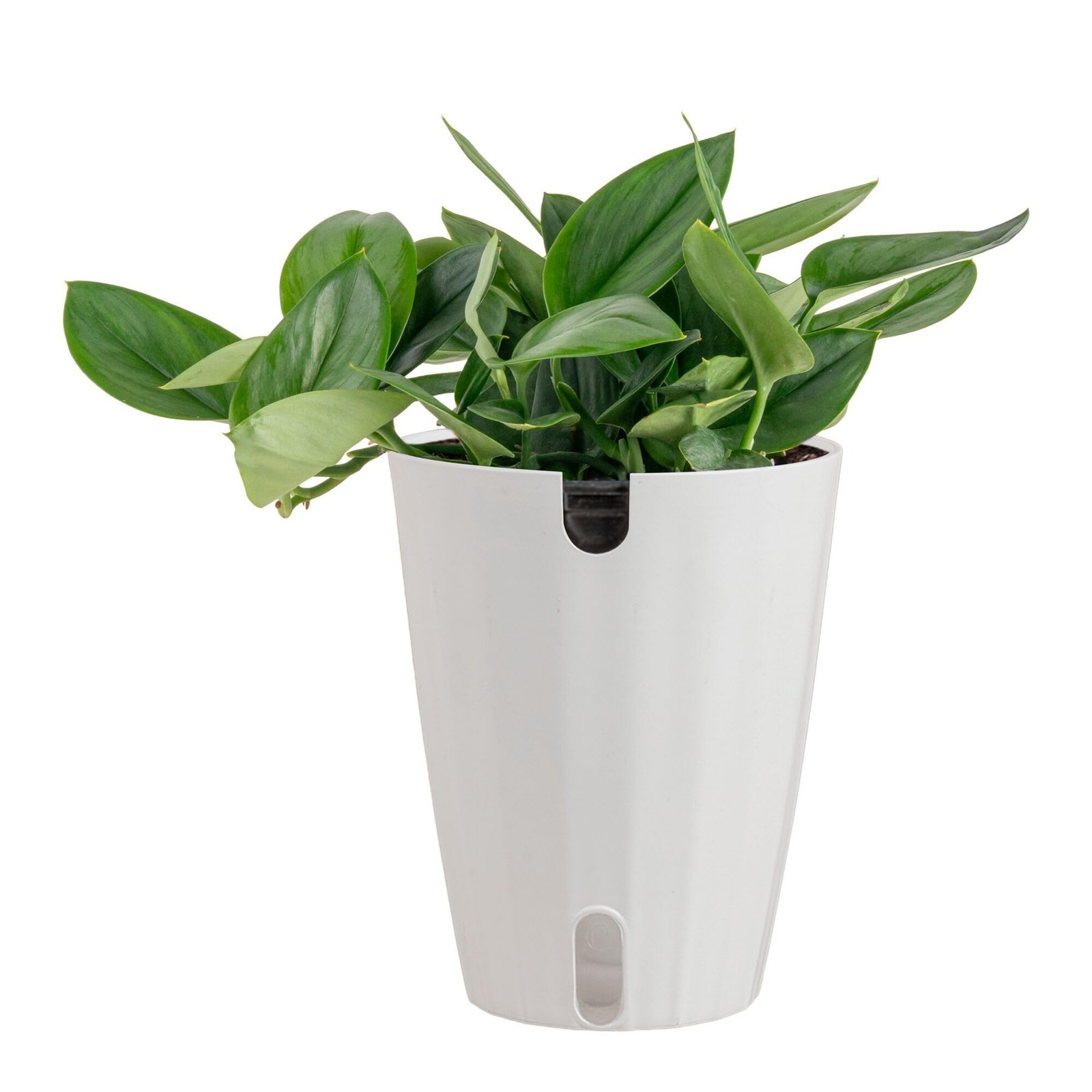 Sterling Silver Scindapsus Plant in SelfWatering Pot Indoor Decor Gift