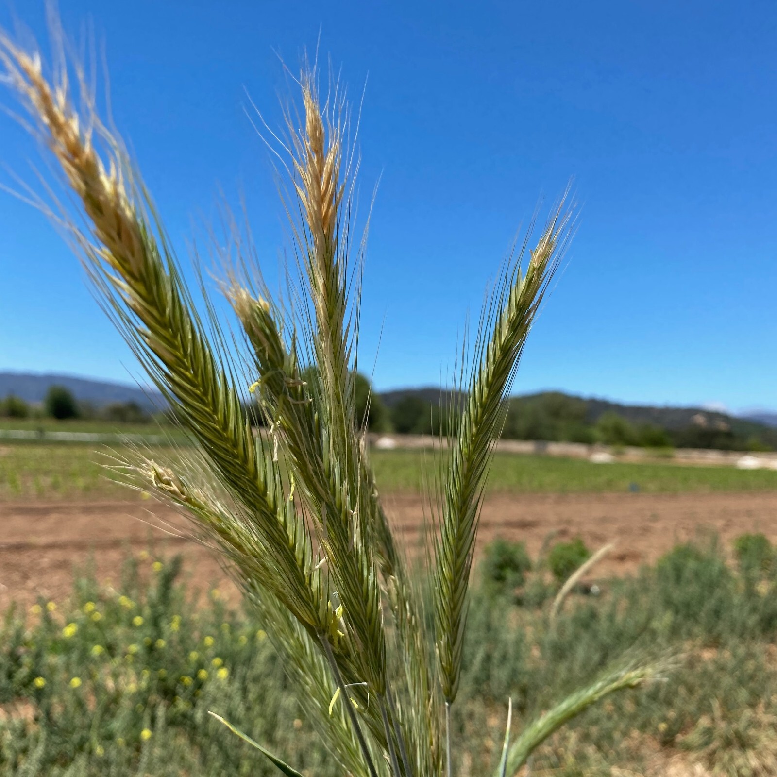 Great Grains Seed Collection For Planting, Easy to Grow, USA Grown, Non-GMO OG