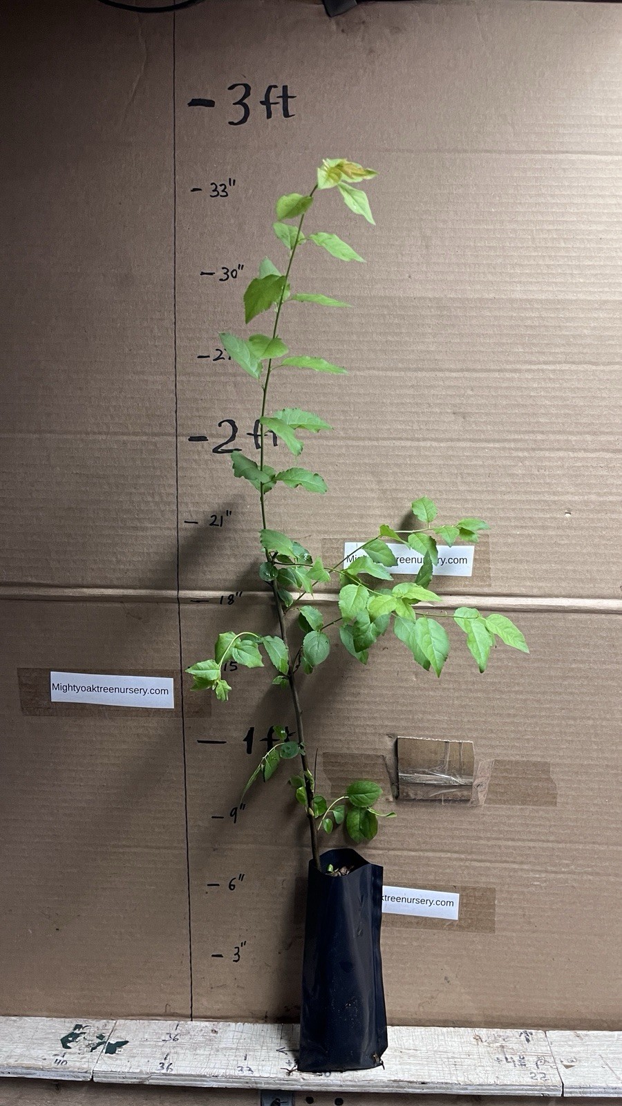 24-30″ tall Prunus cerasifera 2 year old plant, Potted cherry plum seedling