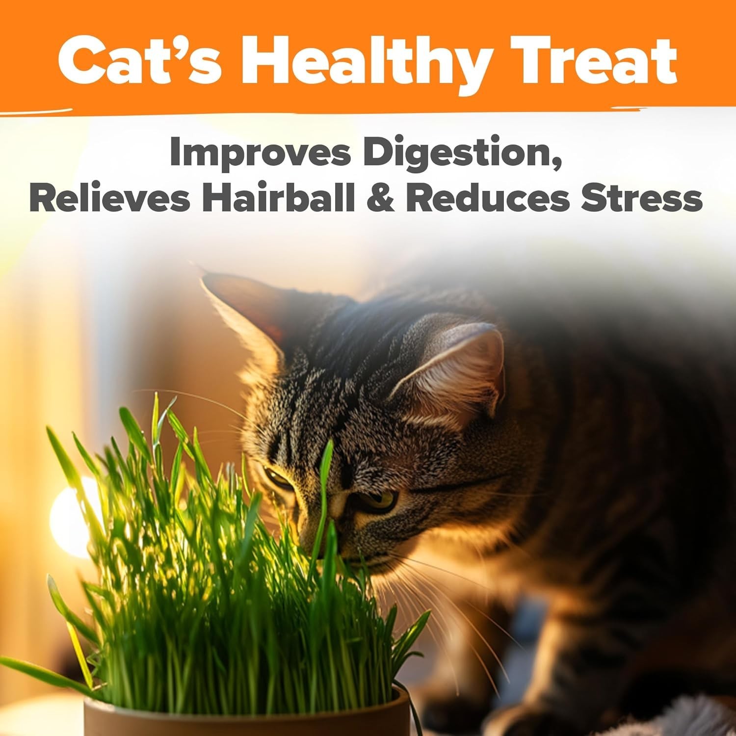 3200+ Indoor Cat Grass Refill – Non-GMO Grown Catnip, Oat & Alfalfa Seeds – …
