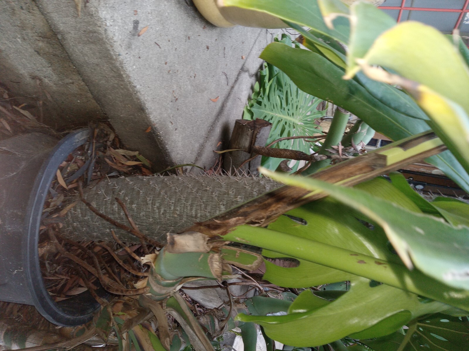 RARE (Pachypodium geayi) MADAGASCAR PALM TREE 12 feet tall