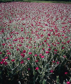 Lychnis coronaria Atrosanguinea 2,000 seeds