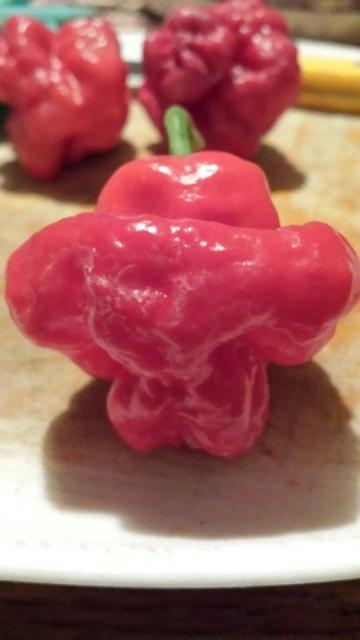 Jamaican Bell Shaped Organic Seeds – Hot Pepper – Large Red – Pkg 10+ – Ltd Qty