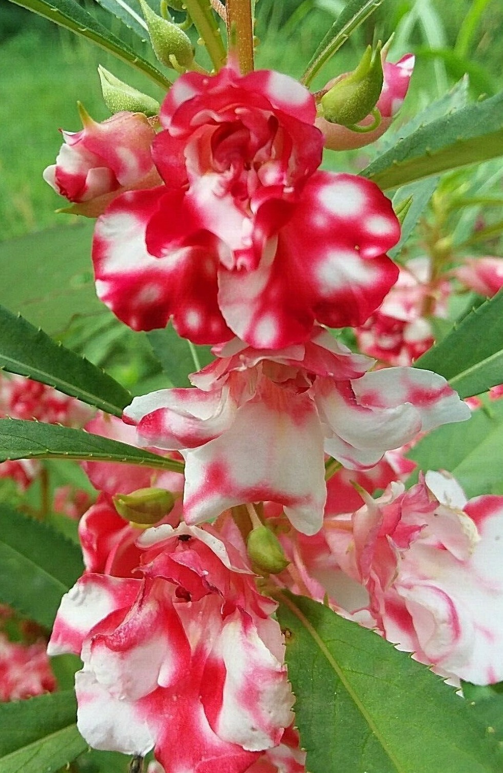 Peppermint Sticks Balsam -25 SEEDS- Beautiful Variegated Flowers Look Like Roses