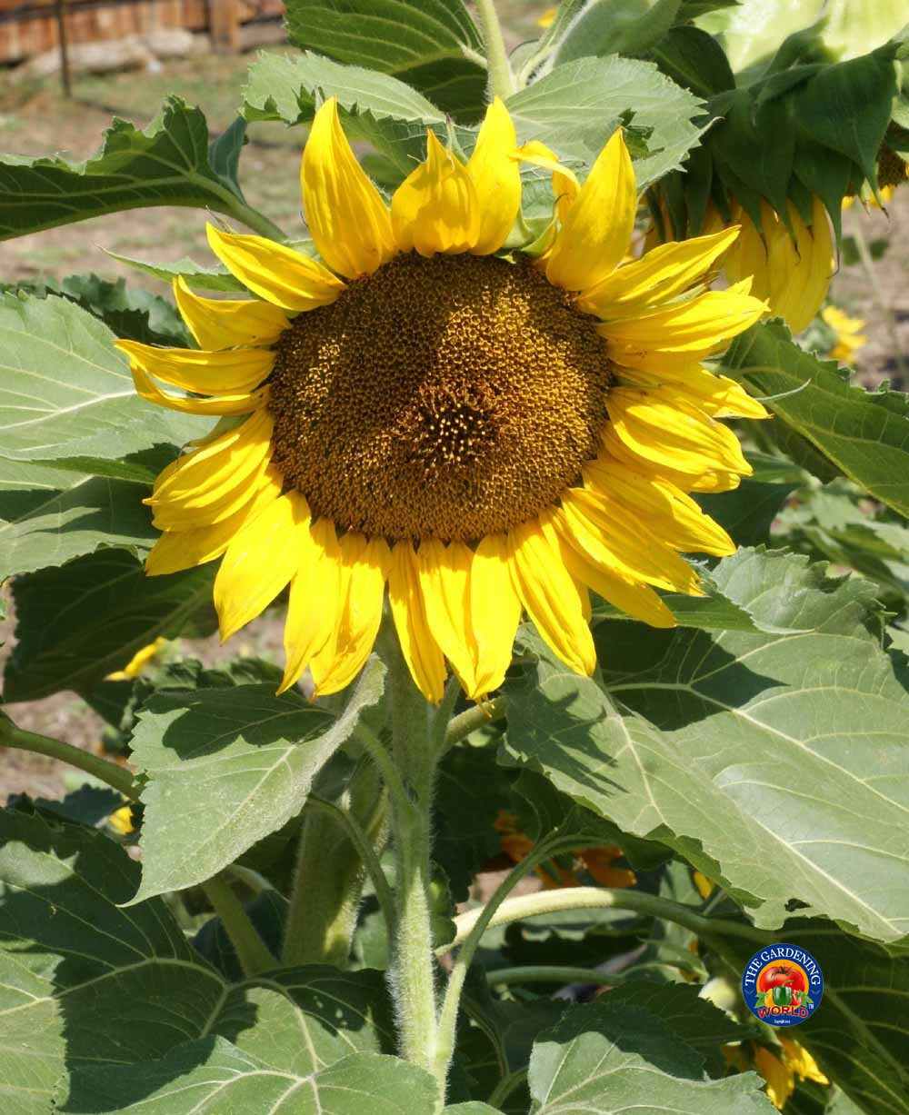 100 Sunflower ‘Sunspot’ Flower Seeds Helianthus annuus
