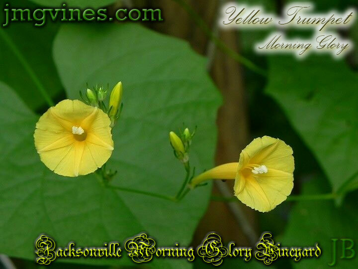 Yellow Trumpet Ipomoea Hederifolia var Lutea Morning Glory 10 Seeds