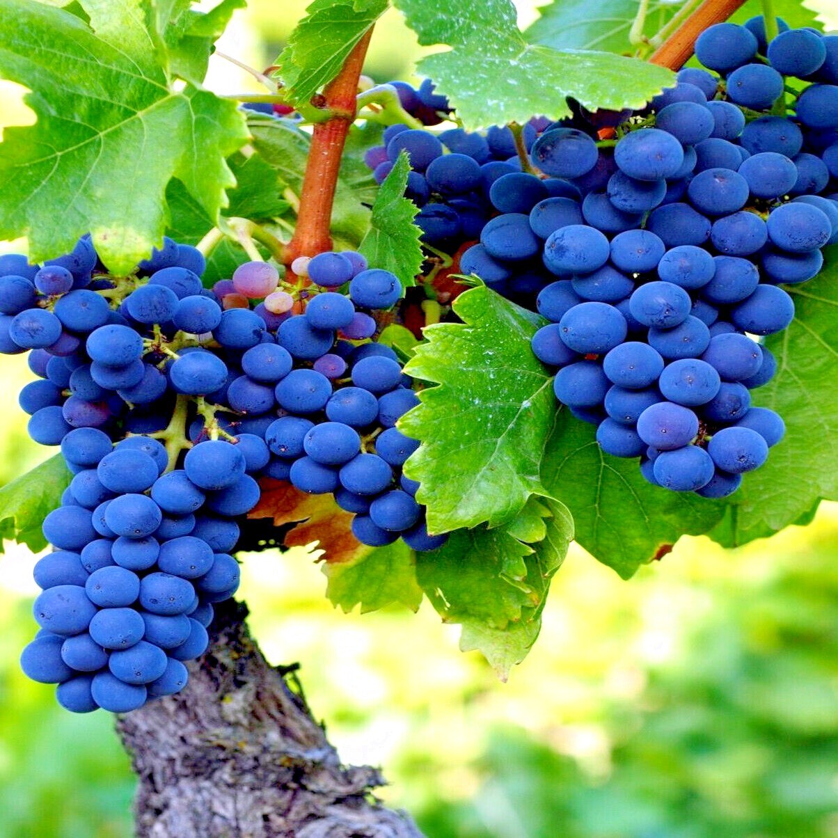 20 WINE GRAPE SEEDS (Vitis vinifera) Vine Tree Fast Hardy Garden Fruit Plant