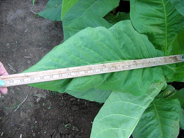 1000 Gold Leaf Orinoco Seeds ~ Heirloom Nicotiana Tabacum ~ Early High Yield!