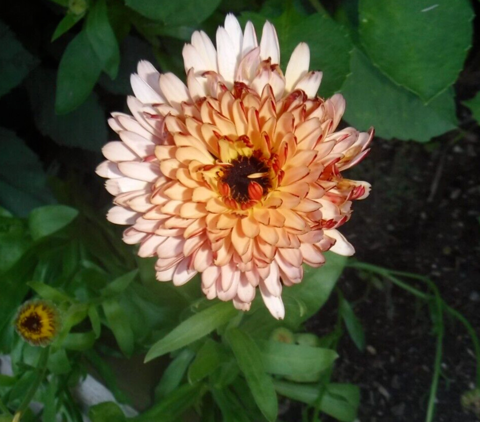 calendula mix 35+ Seeds