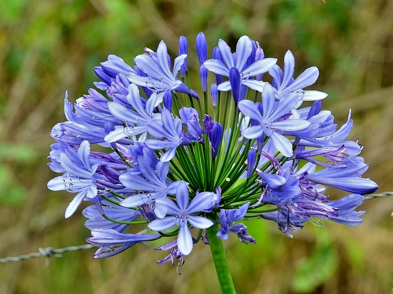 blue Lily of the Nile 100 seeds. Agapanthus. EZ to grow, hardy too zone 7. USA.