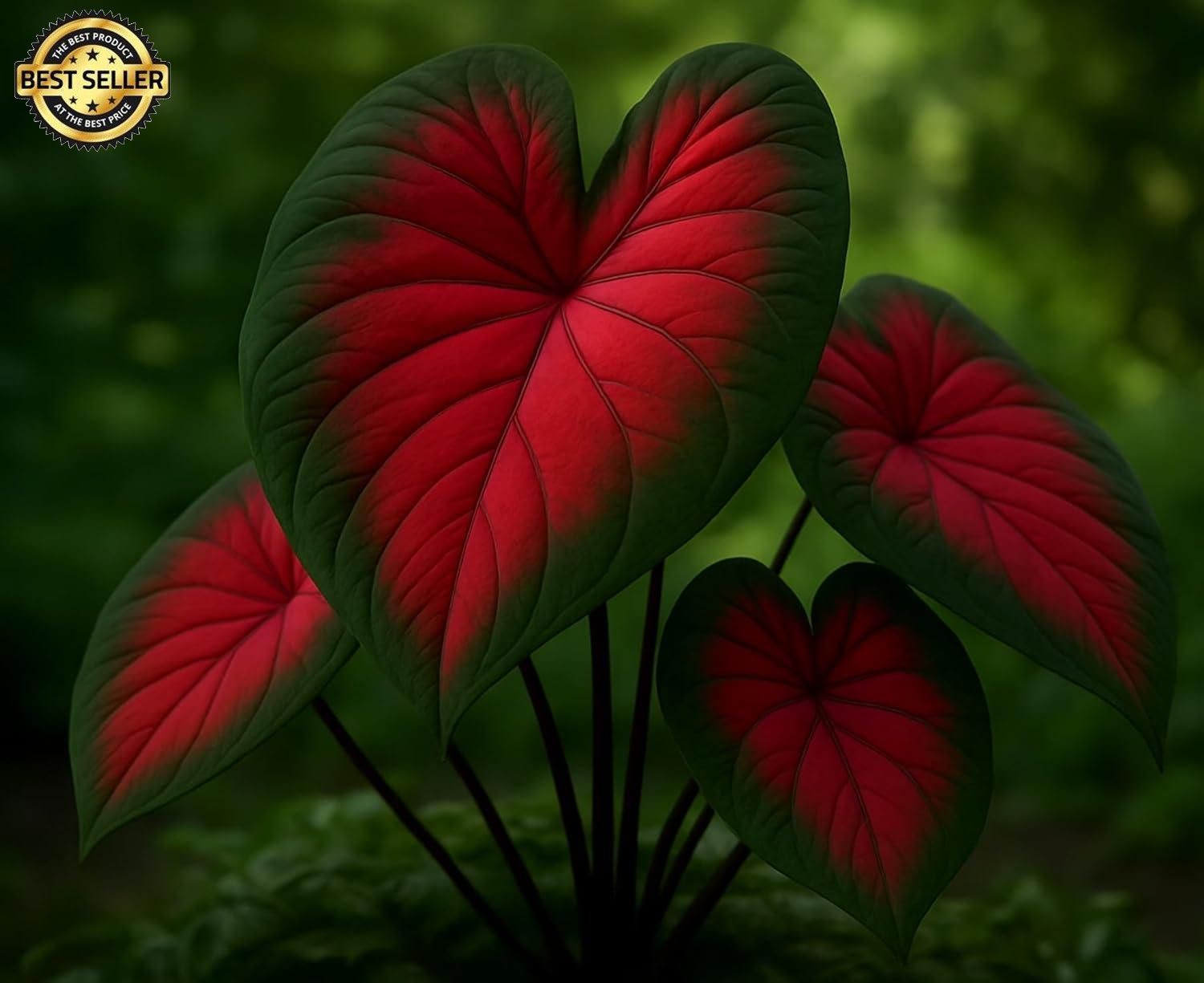 Royal Flush Caladium Bulbs For Planting – Great Indoor Plants (6 Bulbs)