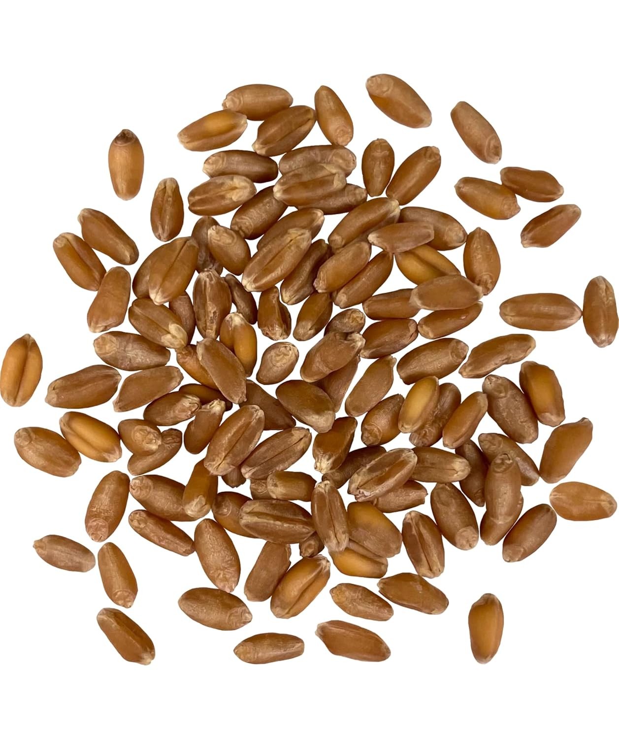 Hard Red Winter Wheat Berries Bulk Whole Grain Glyphosate Free 71 characters