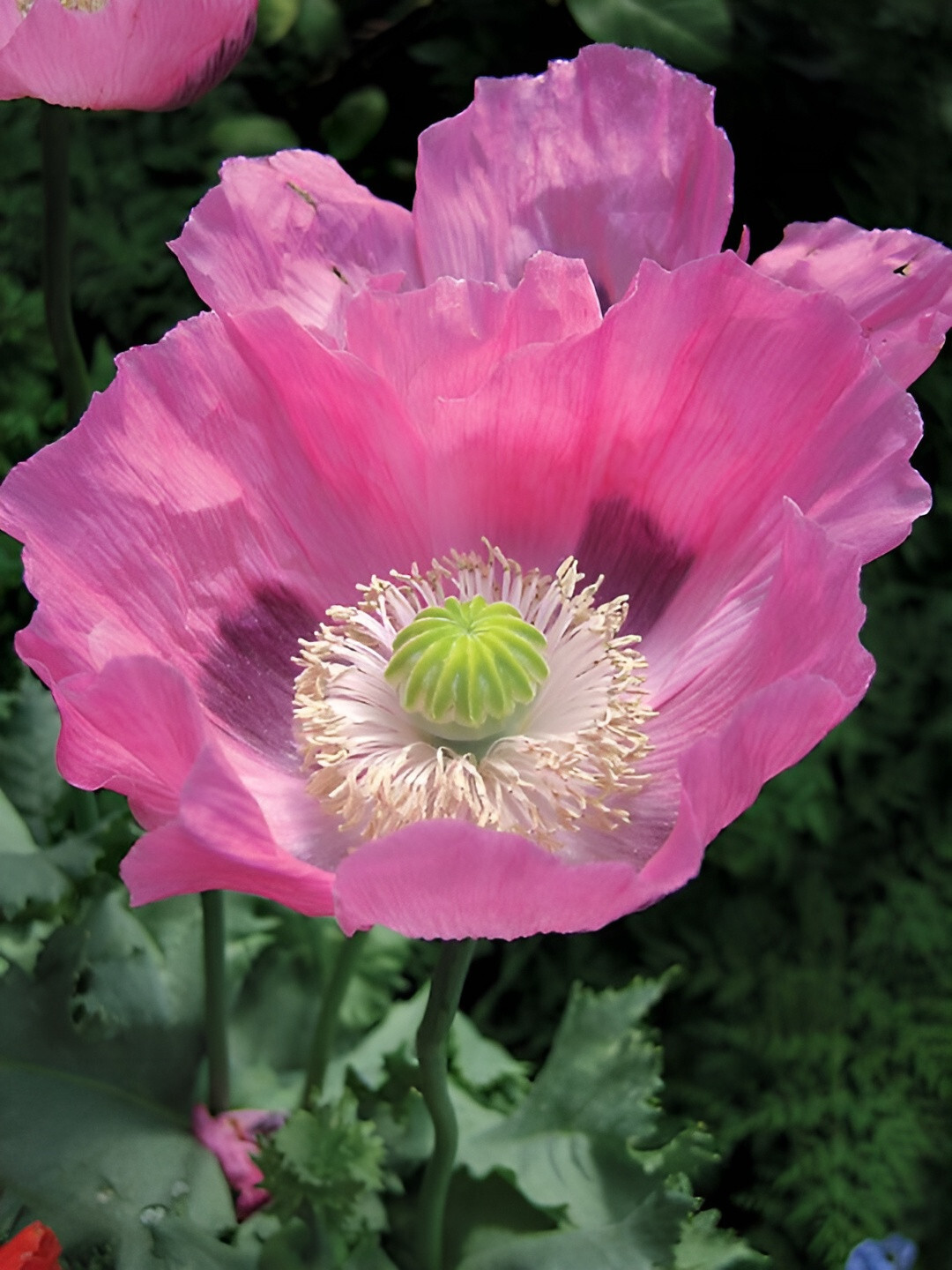 1,000 The Giant – Giganteum P. Somniferum Poppy Seeds -HUGE Pink&Purple Blooms!