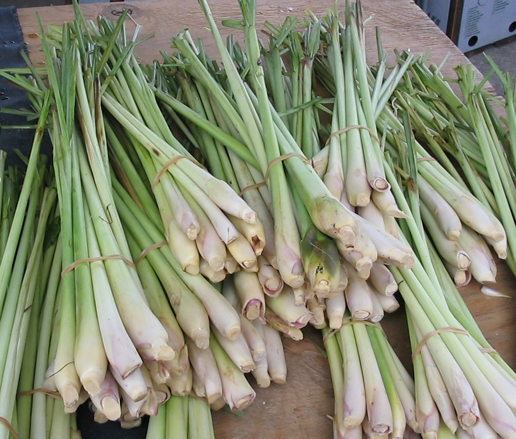 10 LIVE Lemongrass starter Plugs Stalk EZGROW Insect & reptile repellent FREE SH