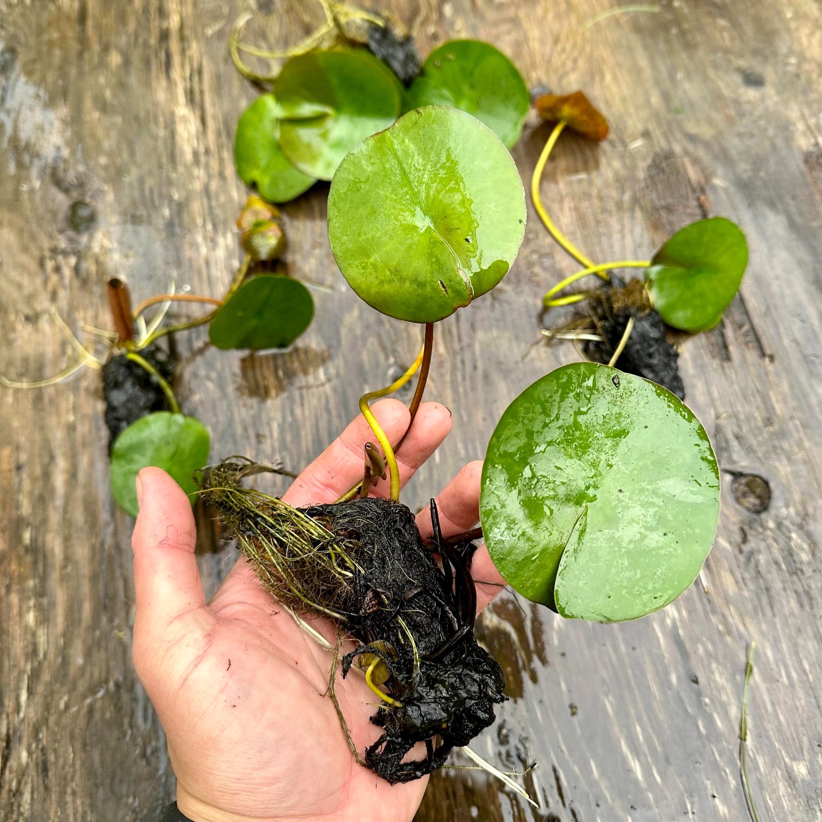 Nymphaea Attraction Red Hardy Water Lily Tuber Live Aquatic Pond Plant Bulb