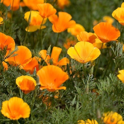 2,000 Orange California Californica Eschscholzia Poppy Flower Seeds For Planting