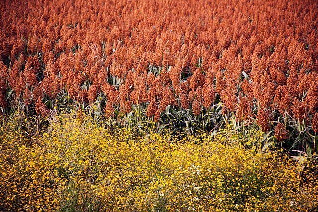 100 Rox Orange cane seeds