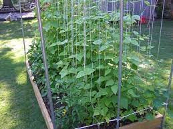 Premium Kentucky Wonder Pole Bean – Fresh Heirloom Seed – Most Popular Pole Bean