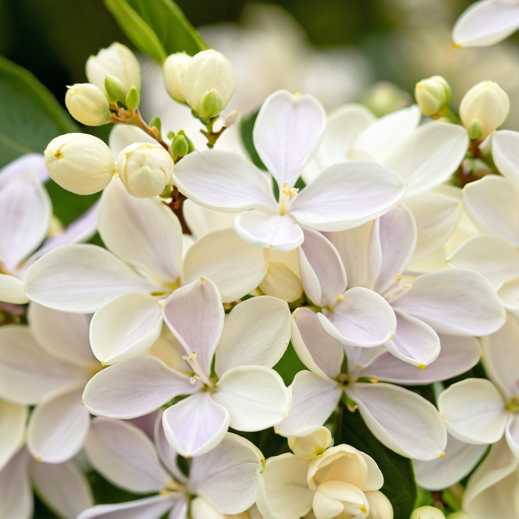 25 Lilac Seeds Fragrant Flowering Tree Perennial Flower Seed “Angel White”