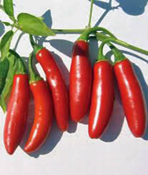 PEPPER SEED, SERRANO, HEIRLOOM, NON GMO, 100 SEEDS, HOT CHILLE PEPPERS