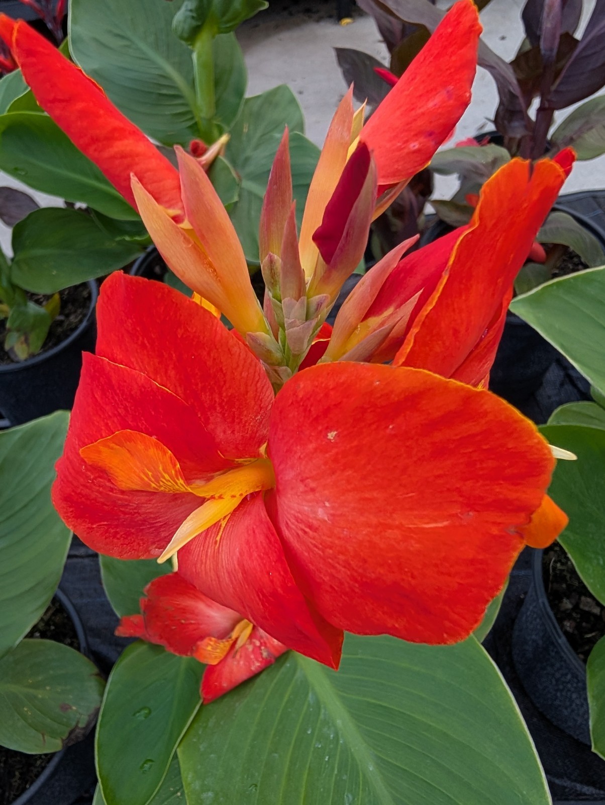 BULK 24+ Canna Rooted Rhizomes bulbs Variety Pack Red Yellow Orange Mixed Lot