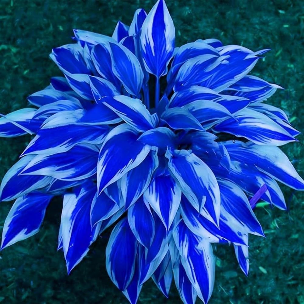 220+ Hosta Seeds Blue Perennial for Planting,Hosta Seeds Blue and Black,Rare …