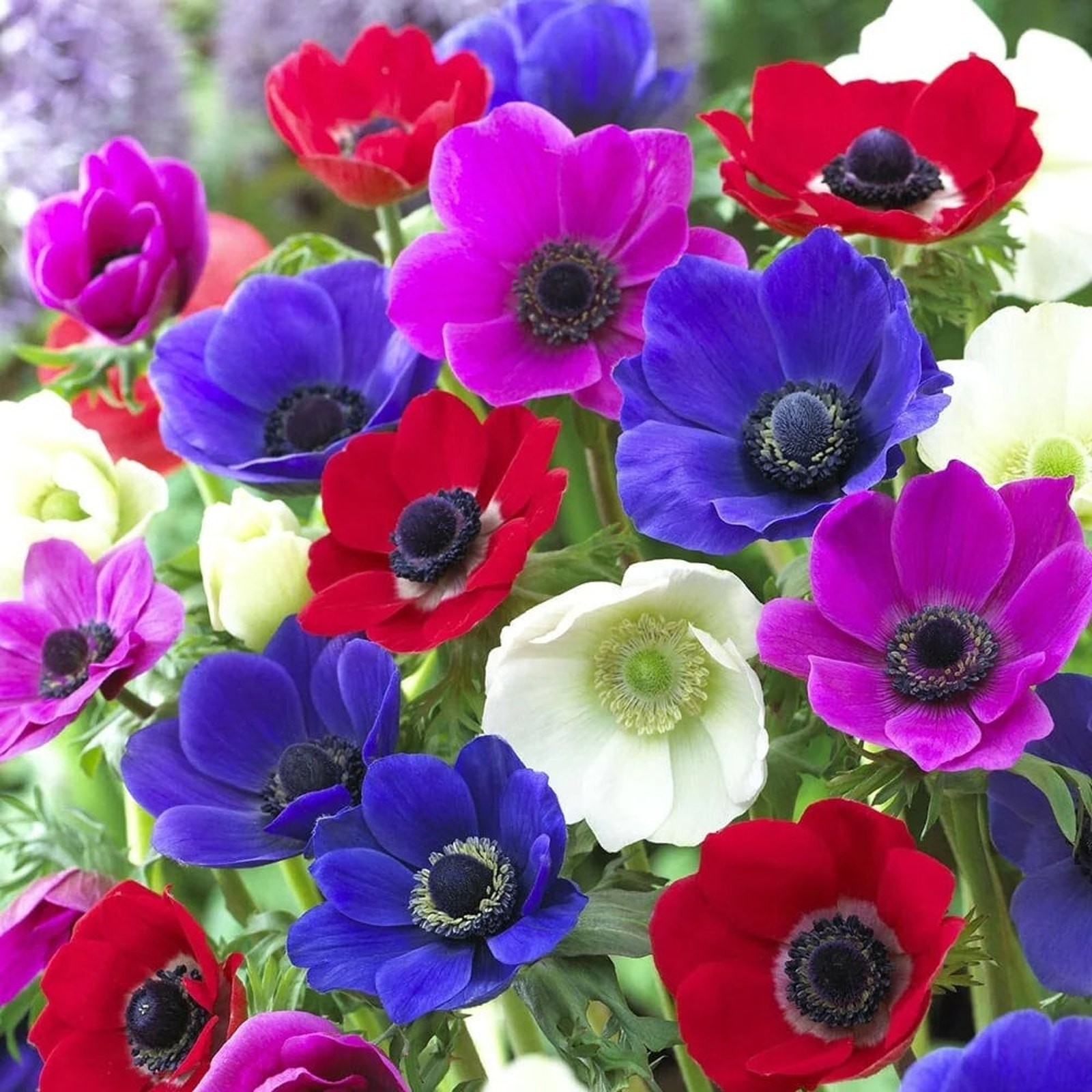 Anemone De Caen Mixed Color Flowers Bulbs Corms Windflowers
