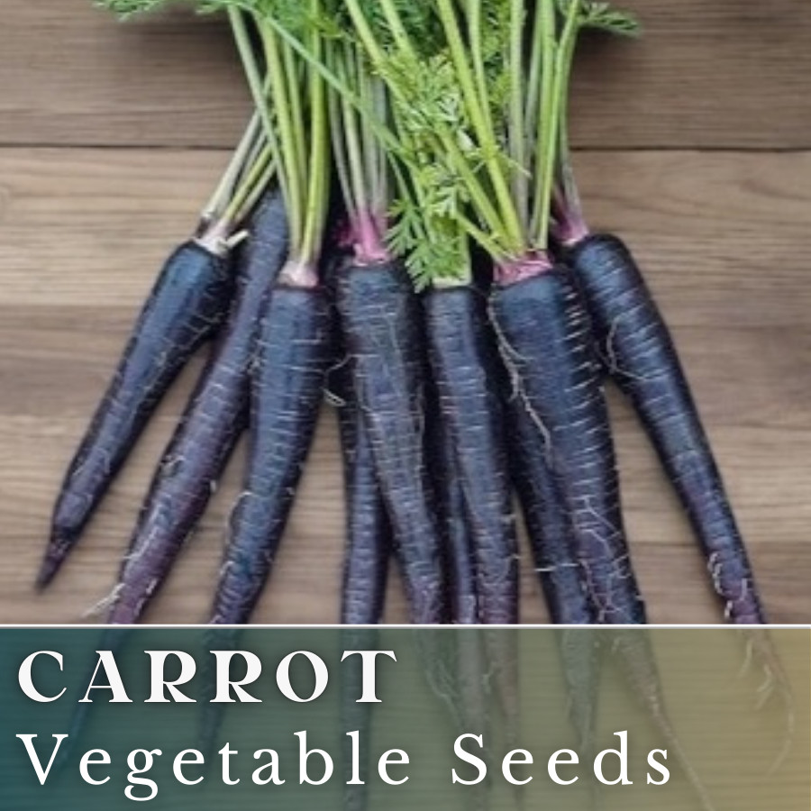 Carrot Vegetable Seeds 400+ Seeds Garden Seeds, Non GMO, Multiple Varieties